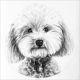 Pet portrait - Arlo - click here for a larger image