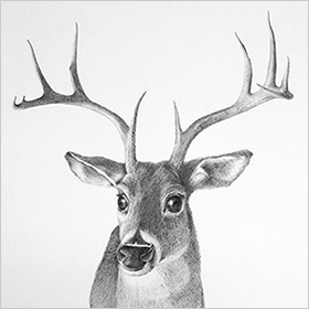 By the horns deer - click here for a larger image