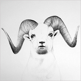 By the horns ram - click here for a larger image