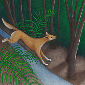 Dingo in the dark - click here for a larger image